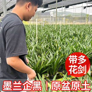 墨兰企黑名贵建兰兰花苗兰草花室内盆栽绿植带花苞好养 带花剑