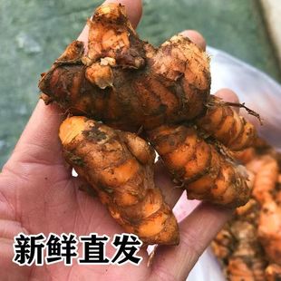 新鲜现挖四川犍为九井黄姜现挖现发姜黄姜去腥提鲜炖肉火锅料