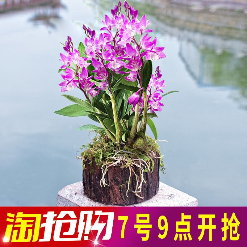 霍山鐵皮石斛苗盆栽蘭花卉室內綠植辦公室小水培植物吊蘭盆栽盆景