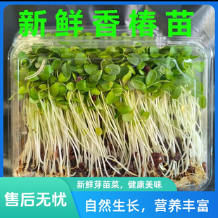 香椿芽新鲜香椿芽嫩芽香椿苗香椿芽苗菜西餐摆盘装饰凉拌菜可生吃