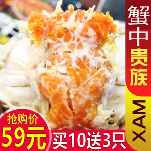 活蟹买10送3只六月黄大闸蟹鲜活1.2 1.5两螃蟹老头蟹香辣蟹特大