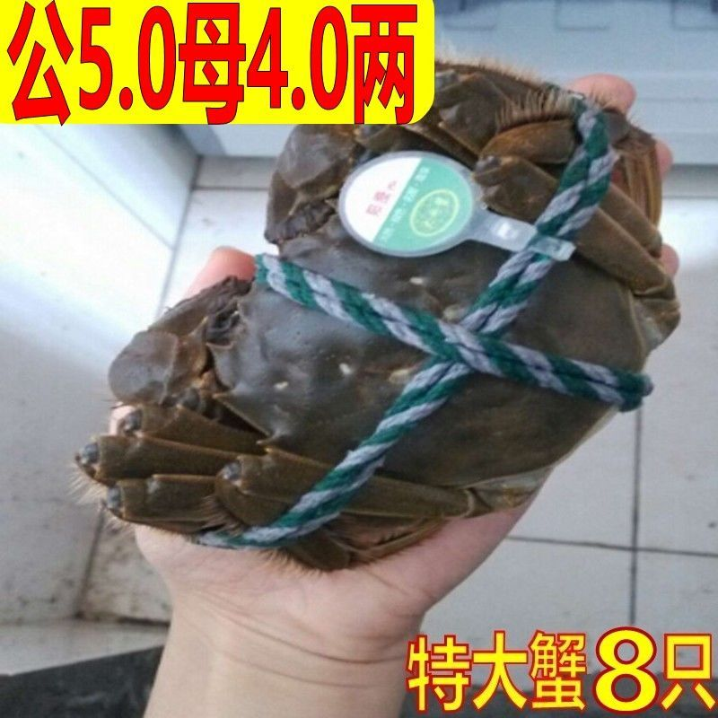 九指蟹活蟹大闸蟹鲜活公4.7-5.0两母3.7-4.0两现货2-4斤6-10只,水产肉类/新鲜蔬果/熟食,大闸蟹,淘宝优惠券,粉丝福利购,淘宝优惠卷
