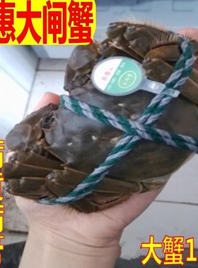 巨大5.8公+4.8母活蟹公5.8-5.5两母4.8-4.5两大闸蟹鲜活6/8/10只