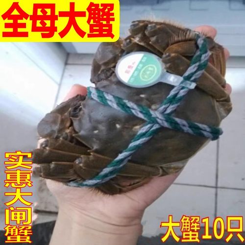 【活蟹】大闸蟹鲜活螃蟹母蟹3.5-3.8两去绳净重  6/8/10只
