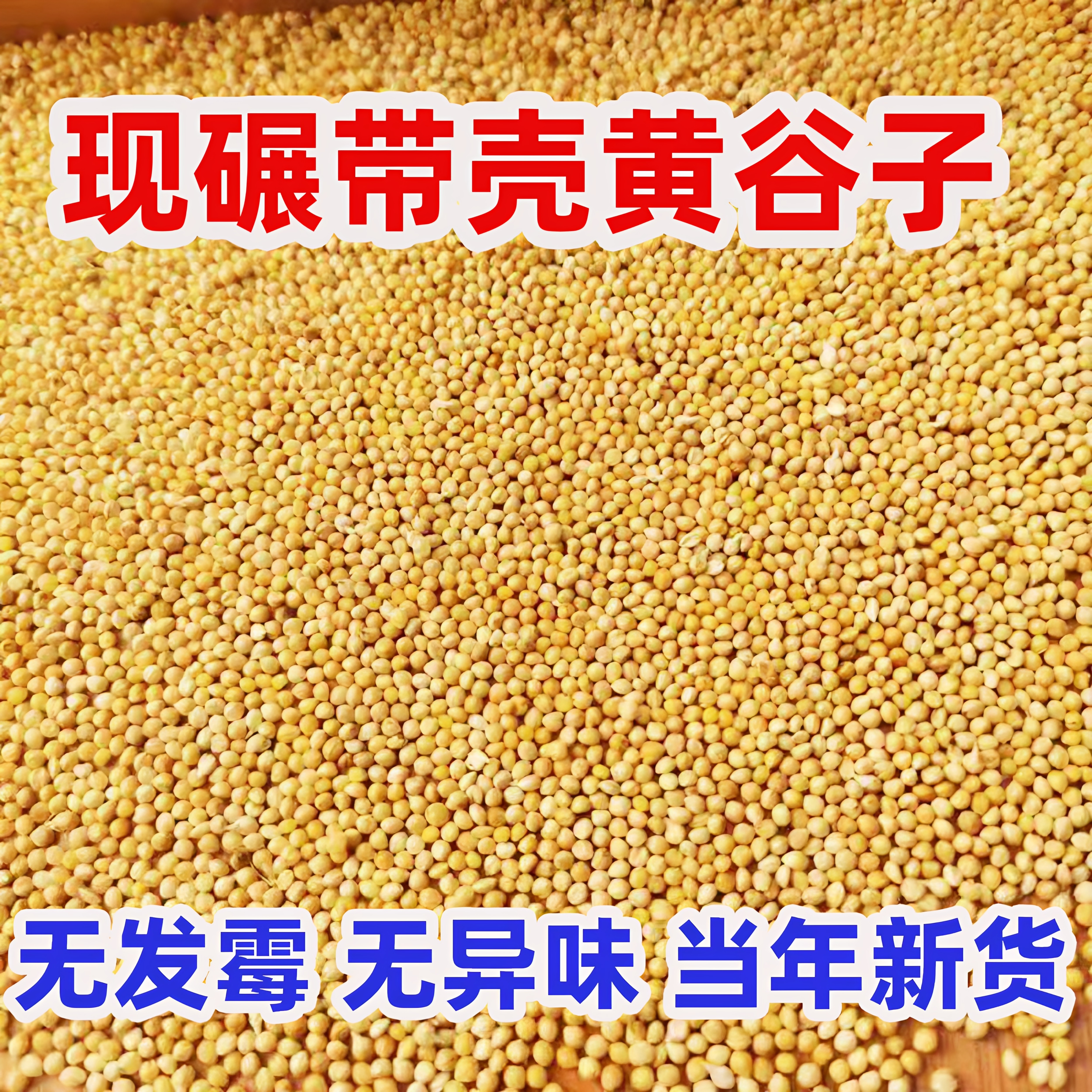 今年头茬新鲜黄谷子鹦鹉饲料