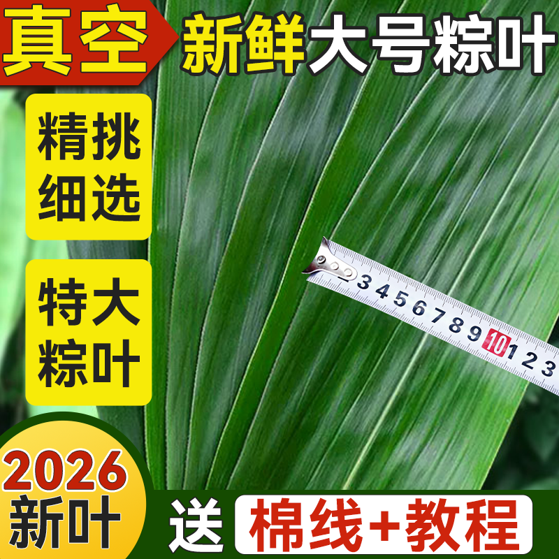 粽叶新鲜粽子叶大号特现摘包棕专用干端午节家商批发旗舰店野生箬