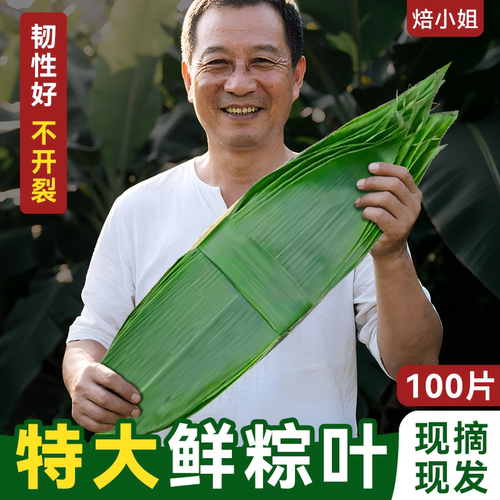 焙小姐特大号新鲜粽叶子现摘现发