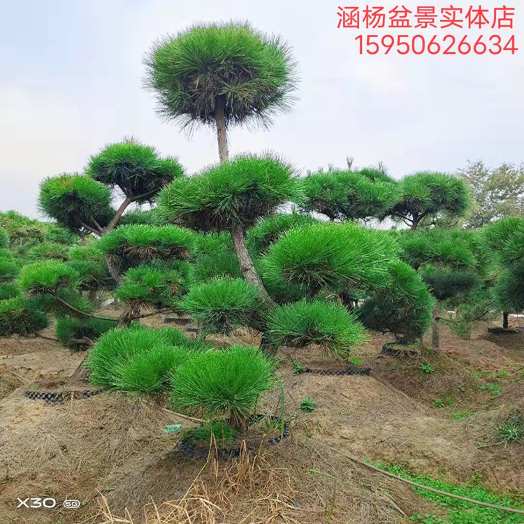 松盆景 霸黑松黑 三河黑jyv松 迎客造型黑松 黑松松树桩 实矮物