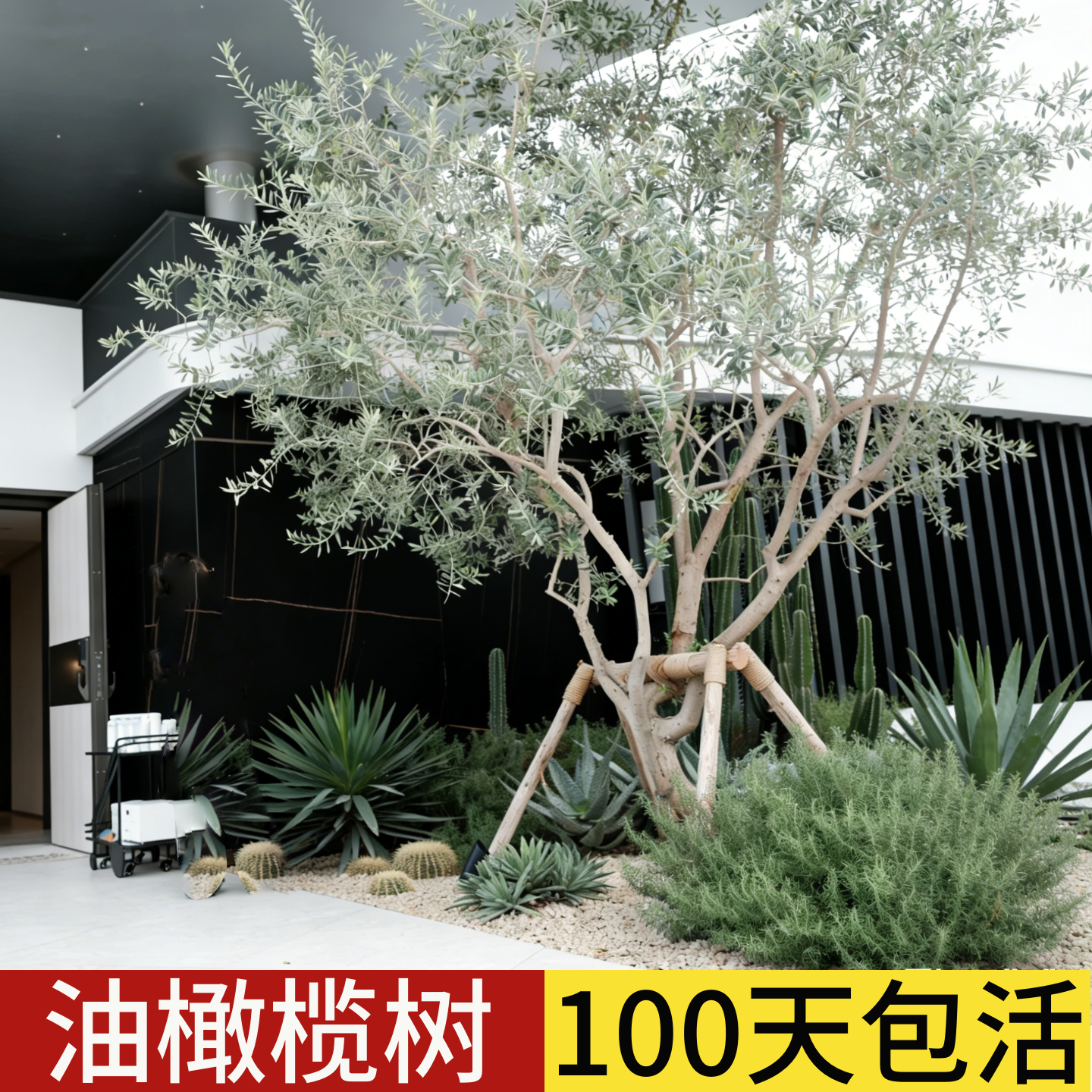 油橄榄树老桩真树盆栽客厅老桩别墅庭院室外大型绿植造型风景树苗