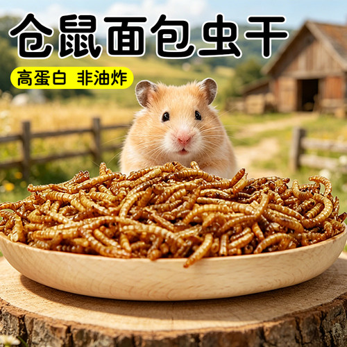 朵冠仓鼠金丝熊面包虫干