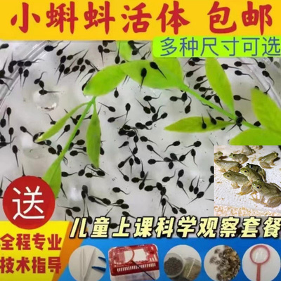小蝌蚪活物牛蛙蝌蚪苗儿童观察宠物活体 青蛙蝌蚪水族宠物送饲料