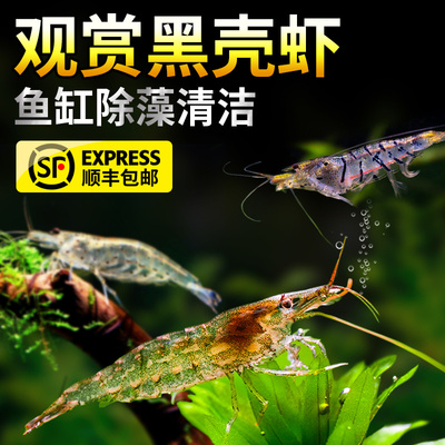 黑壳虾鲜活观赏虾鱼缸除藻虾虾苗淡水冷水小虾清洁清理工具吃藻虾