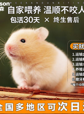 小仓鼠活物已打疫苗三线银狐一对情侣送笼子金丝熊活体宠物宝宝