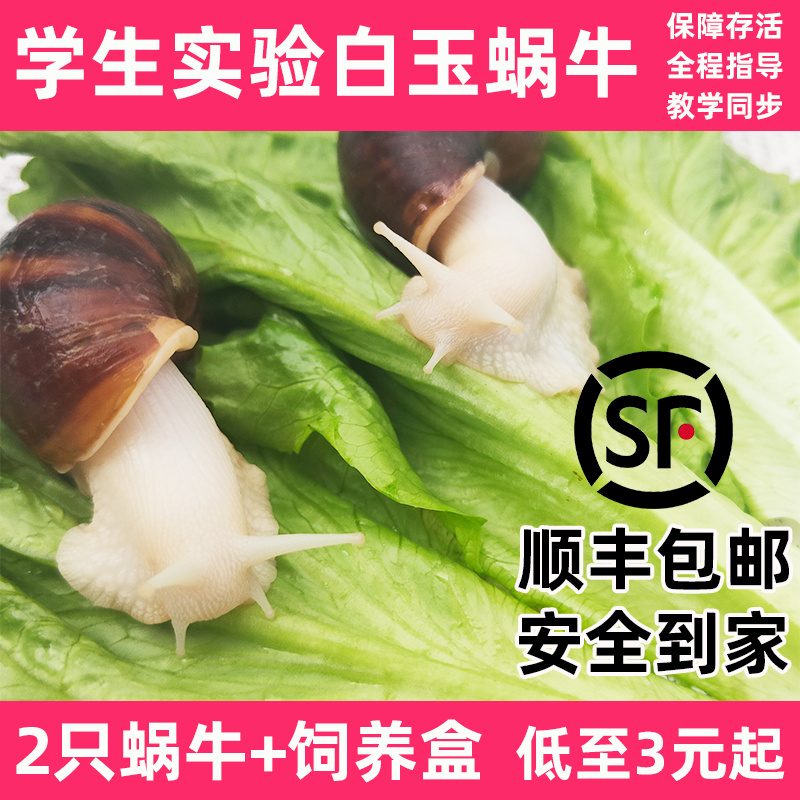 宠物白玉蜗牛活体巨型大蜗牛观赏小蜗牛观察学生科学实验套装润之