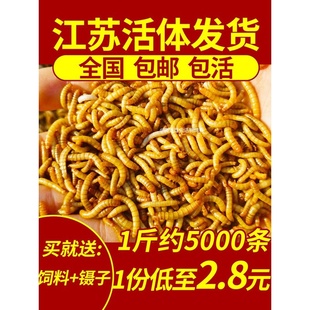 饲料 爬宠 活饵 昆虫 面包虫 黄粉虫