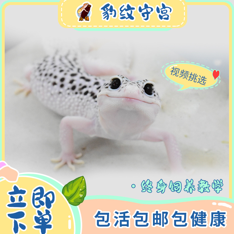 豹纹守宫蜥蜴肥尾爬宠银河白酒温顺小型活物入门新手可爱好养宠物