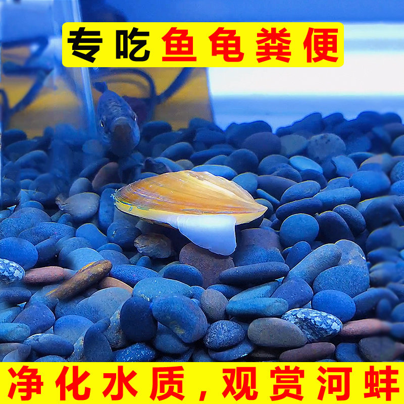 黄金小河蚌专吃鱼屎粪便净水观赏河蚬淡螺鲜活物黑金刚贝壳苗活体