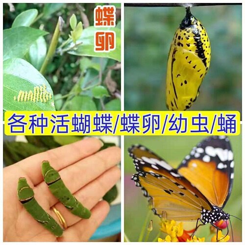 真活蝴蝶幼虫蛹活体养殖宠物昆虫蝴蝶蛹卵毛毛虫蚕宝宝化蛹蝶植物图片