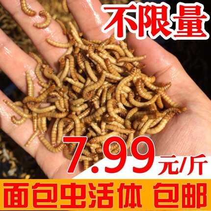 黄粉虫面包虫活体 活虫鲜活虫种虫 鸟食鱼食活体仓鼠乌龟饲料鱼饵