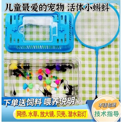 小蝌蚪找妈妈牛蛙活体蝌蚪活物包活儿童幼儿园观赏水族宠物送饲料
