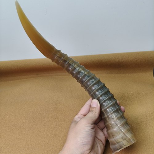 外蒙羚羊优质山羊角丝羊角山羊角丝正品整根羊角送礼摆件