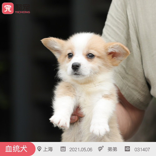 纯种柯基幼犬CKU双血统带证小短腿活体宠物狗狗包健康031407弟弟