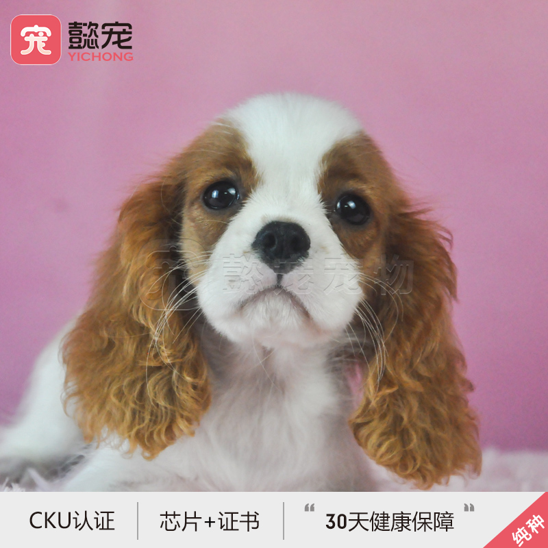 【懿宠宠物】双血统查理王小猎犬幼犬宠物狗1号DD带芯片证书