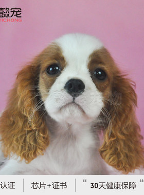 【懿宠宠物】双血统查理王小猎犬幼犬宠物狗1号DD带芯片证书