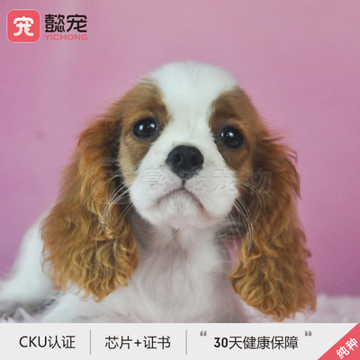 【懿宠宠物】双血统查理王小猎犬幼犬宠物狗1号DD带芯片证书