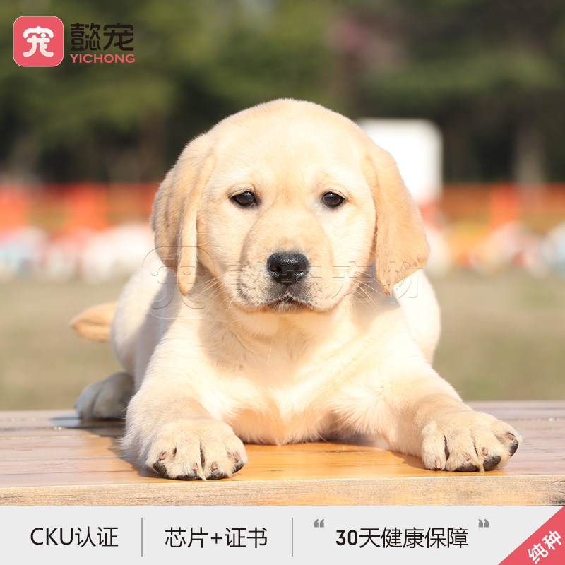 【懿宠宠物】纯种拉布拉多犬宠物狗狗活体纯种拉拉幼犬芯片证书母