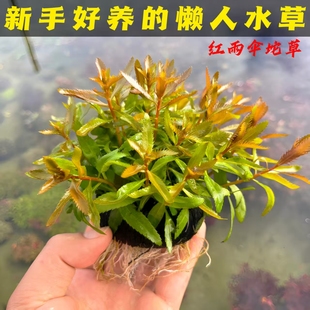 红雨伞坨草阴性无碳净水增氧活体带根水草新手懒人好养