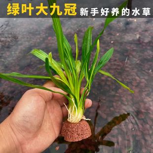 绿叶大九冠阴性水草无需底沙好养活适合新手鱼缸造景自带沉底环