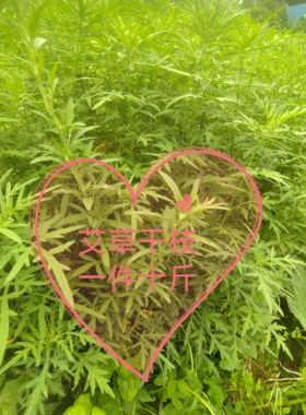 野生艾草，干艾草，中药材，泡脚泡澡