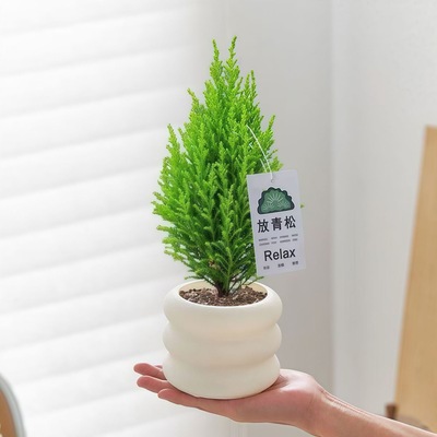 小香松盆栽植物桌面圣诞树盆景