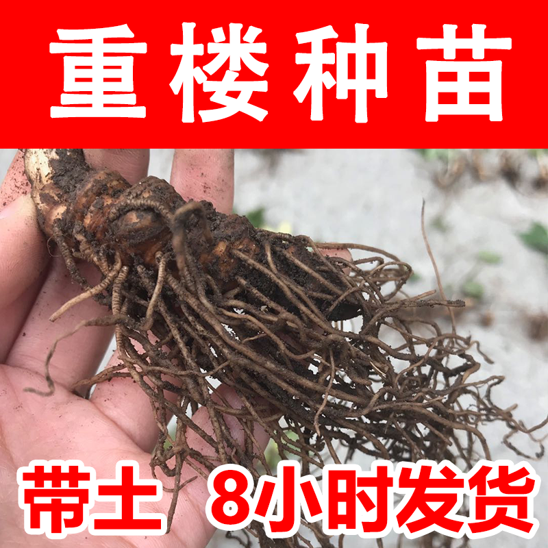 正宗野生七叶一枝花苗九叶大小苗重楼苗种子籽盆栽地
