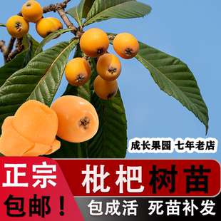 四川枇杷树嫁接苗大树果树苗地栽盆栽大五星地枇杷苗树南方种植苗