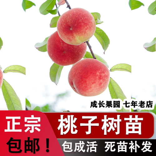 【正品认证】桃树果苗