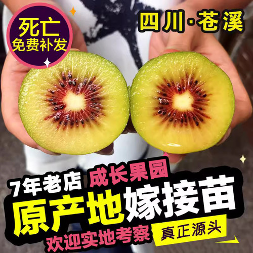 【正宗原产地】猕猴桃树嫁接苗