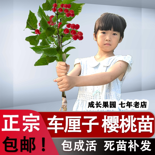 【正宗】樱桃树苗车厘子树苗