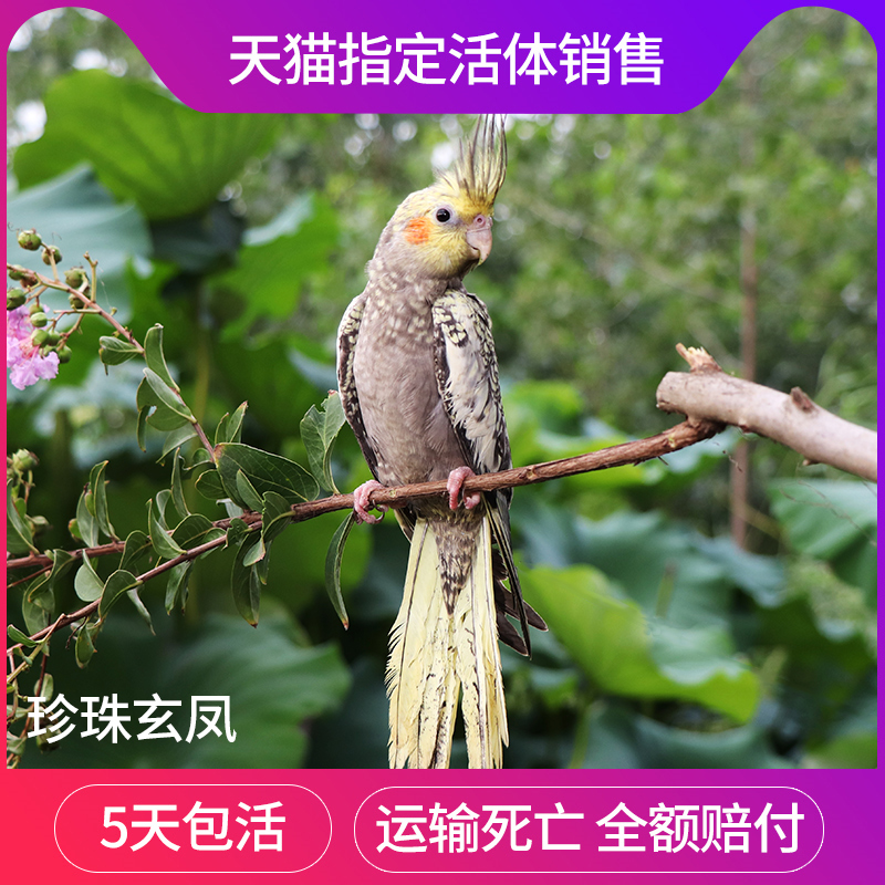 玄凤鹦鹉活物中大型鹦鹉活体幼鸟珍珠玄凤宠物鸟会说话的鹦鹉054|ruв категории животное/Животное питание и принадлежностей, птиц и принадлежностей, птица - от Buy2taobao.com для оказания профессиональной услуги покупки агента Taobao