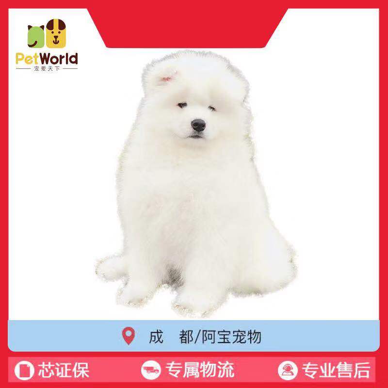 宠爱天下 CKU成都阿宝宠物 纯种 宠物狗狗 活体 萨摩耶幼犬 公母