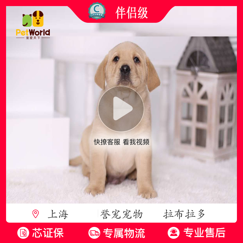 宠爱天下 CKU誉宠 萌犬堂 纯种犬 宠物狗狗活体 拉布拉多幼犬公母