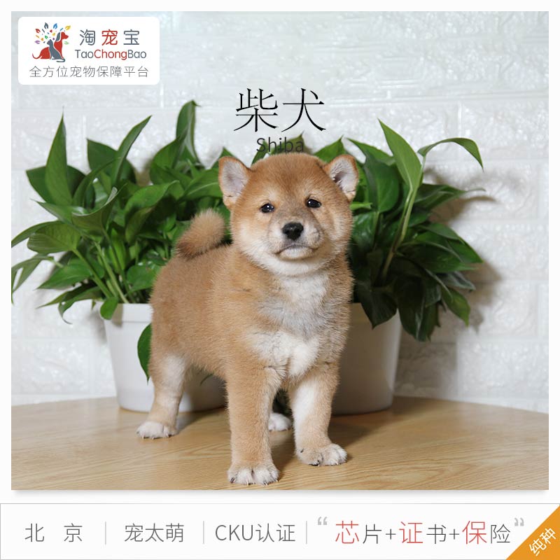 宠爱天下 宠太萌日本柴犬纯种犬宠物活体柴犬幼犬狗狗活体送保险