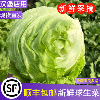 西生菜新鲜斤装汉堡用球圆形