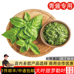 香料菜青酱食材非九层塔蔬菜 新鲜甜罗勒叶食用披萨草调味调料泰式