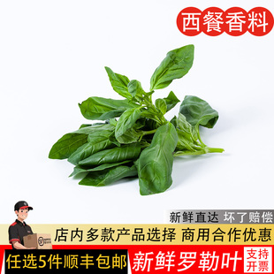 罗勒叶新鲜食用泰式冬阴功汤食材披萨草罗勒青酱西餐调味香料蔬菜
