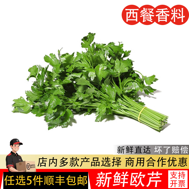 欧芹新鲜意大利番西香料菜新鲜蔬菜调味料西餐厅用品500g法国香菜