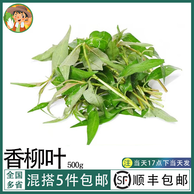 香柳叶新鲜叻沙叶香料菜拉萨叶拉