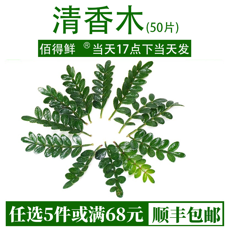 新鲜清香木40片胡椒木