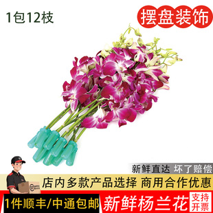 洋兰花新鲜西餐酒楼火锅店刺身摆盘装饰饮品蛋糕点缀花草鲜活真花